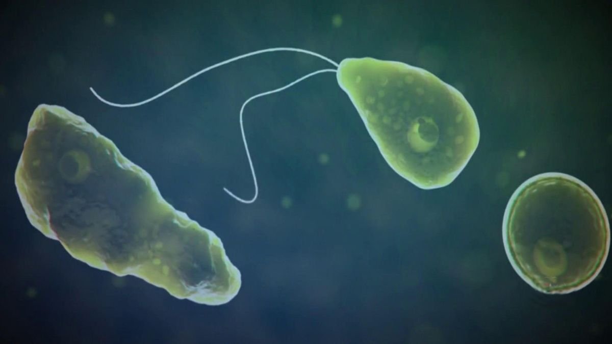 Amoeba modern classification