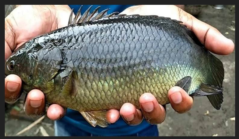 কৈ মাছের জন্য দ্রবীভূত অক্সিজেন প্রয়োজন কেন ব্যাখ্যা কর।