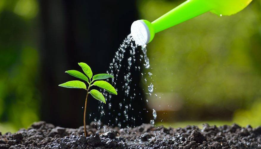 উদ্ভিদের বেঁচে থাকার জন্য পানি দরকার কিনা তার পরীক্ষার জন্য বৈজ্ঞানিক প্রক্রিয়ার ধাপগুলো কি কি হবে?