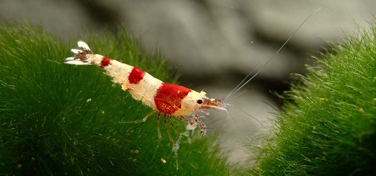 চিংড়ি, মৌমাছি, ফিতা কৃমি, সাপ, কাক, তারা মাছ, ঝিনুক, রুই মাছ, বিড়াল, হাহড্রা – প্রাণীগুলো থেকে যে কোনো ৮টির পর্ব, বৈশিষ্ট্য ও বাসস্থান উল্লেখ করে একটি ছক তৈরি কর