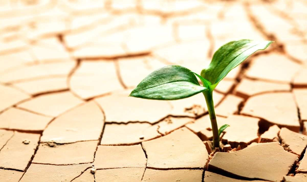 পরিবেশ বাঁচলে বাঁচবে পৃথিবী- অনধিক ৩০০ শব্দের একটি প্রতিবেদন