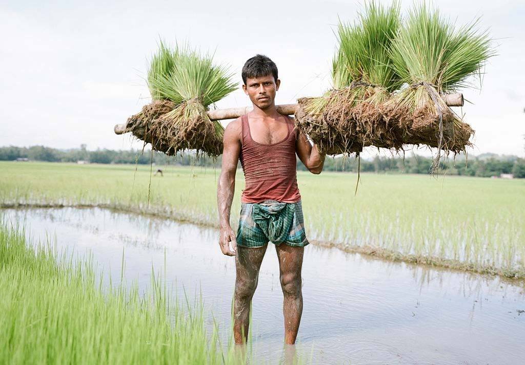একজন ধানচাষী চটের বস্তায় ধানের বীজ সংরক্ষণ করে বীজতলায় বপন করলে খুব কম সংখ্যক বীজ অংকুরিত হয়