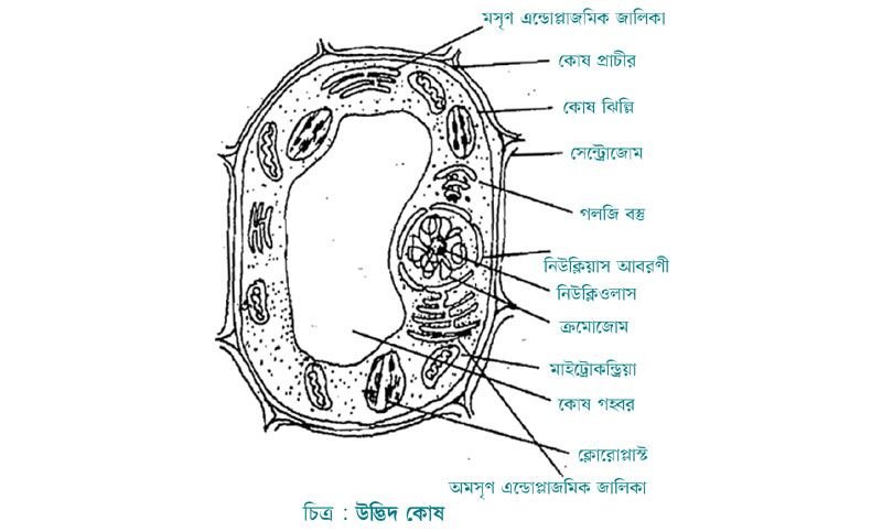 কাগজ, সুতা এবং রঙ ব্যবহার করে একটি আদর্শ উদ্ভিদ কোষের মডেল প্রস্তুত করো