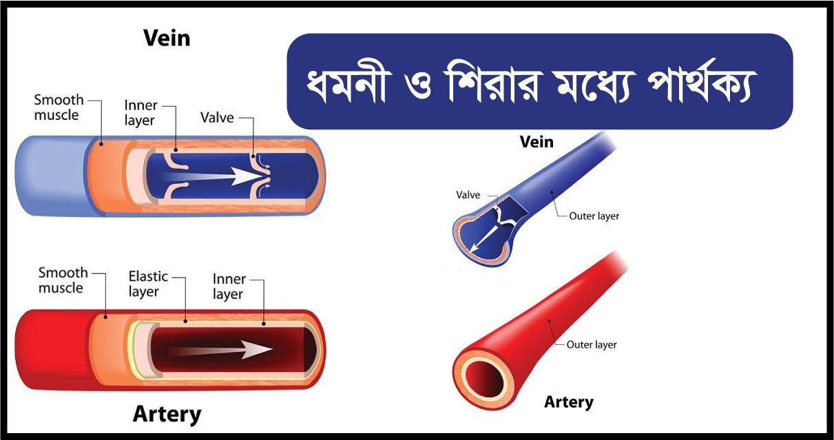ধমনি ও শিরার মধ্যে পার্থক্য লিখ। (ধমনি ও শিরা কি)